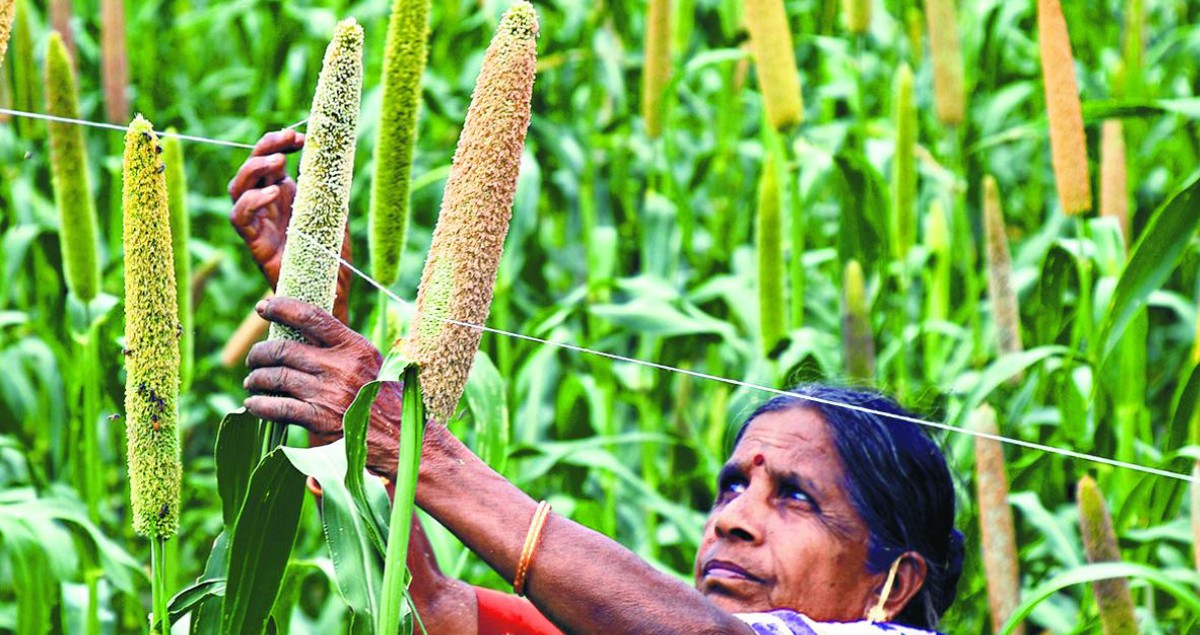 Why start-ups aren’t excited about millets